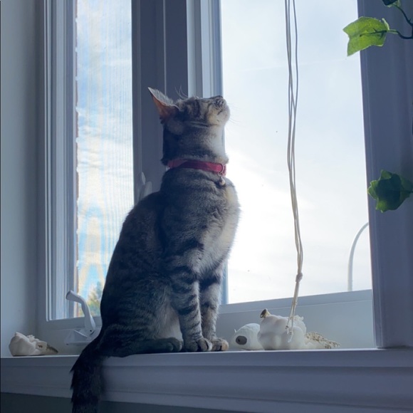 Meet your Posher, Selena - Picture 1 of 1